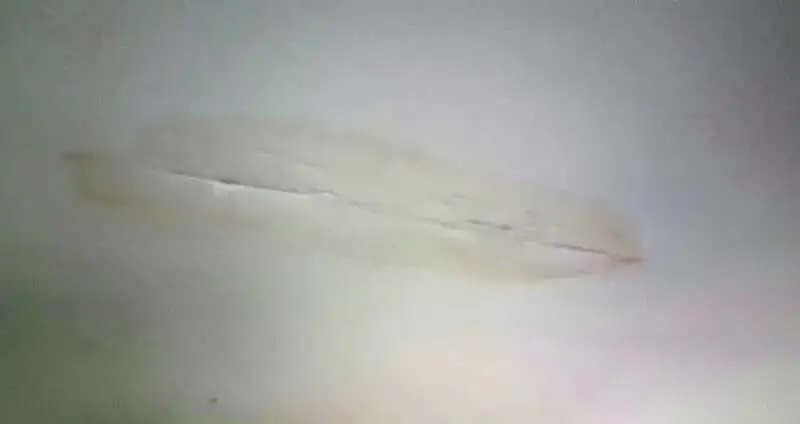 ceiling damaged from roof leak